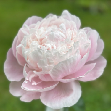 Moon River Peony - Peony, 1972 introduction, Germany, lactiflora